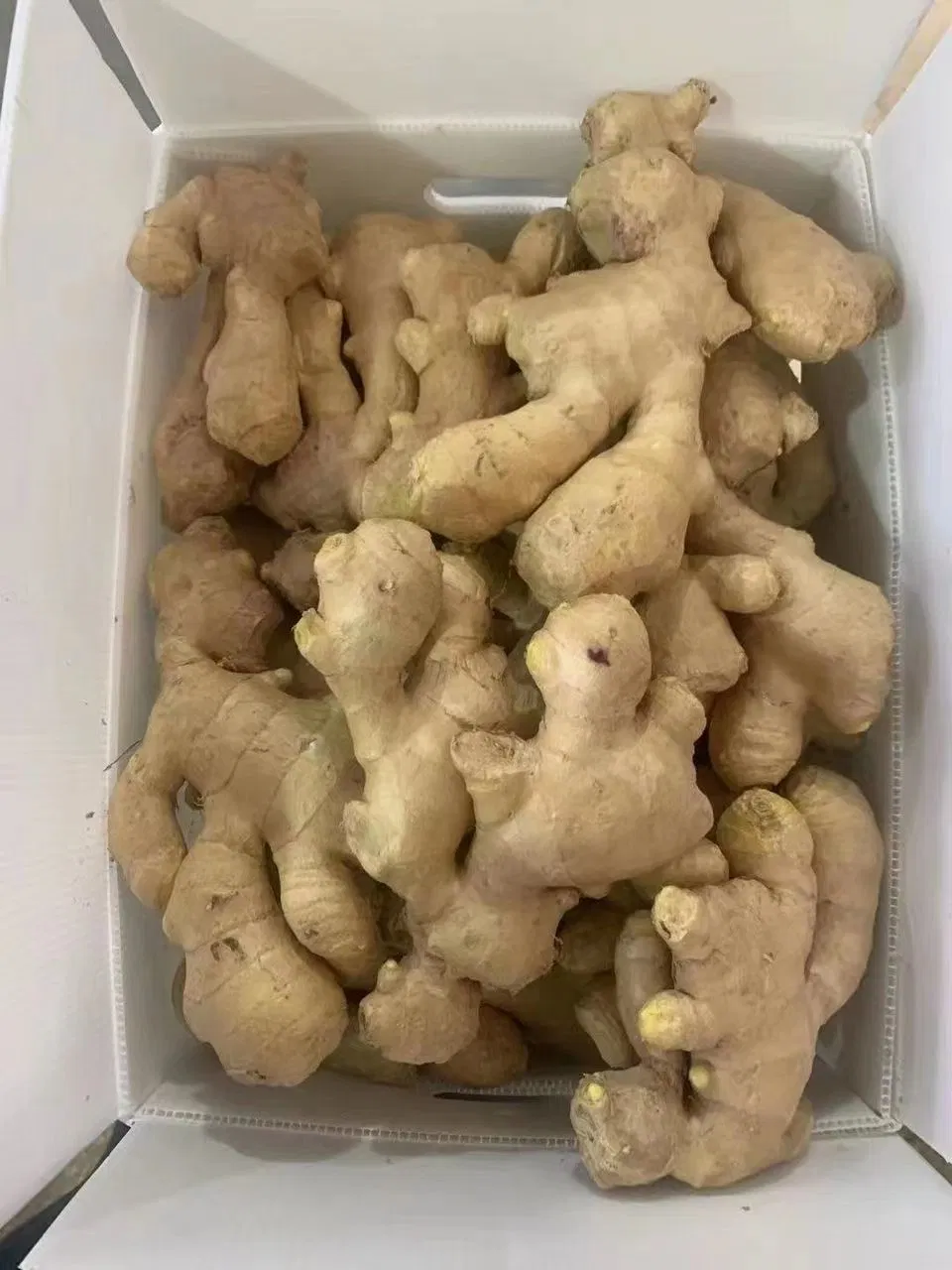 2023 Chinese Shandong Fresh Vegetables New Crop Yellow Air Dried Ginger