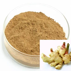 Plant Extract Ginger Extract Gingerols Effective for Blood Circulation