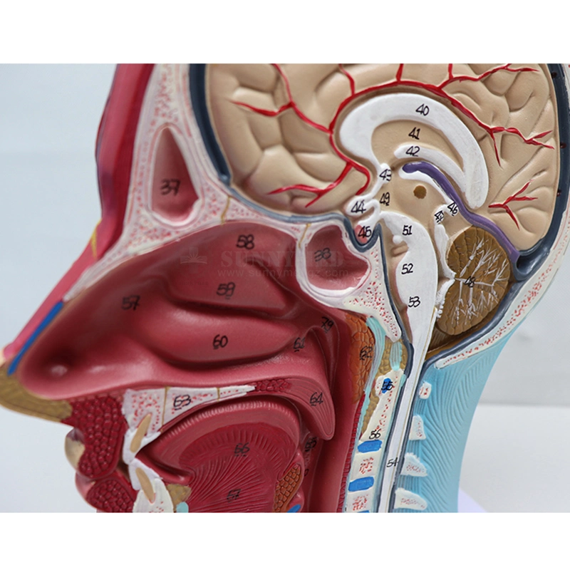 Sy-N027 Anatomisches Modell Medizinische Wissenschaft Trainingsmodell menschlicher Halbkopf Gefäße Neurovaskuläres Modell