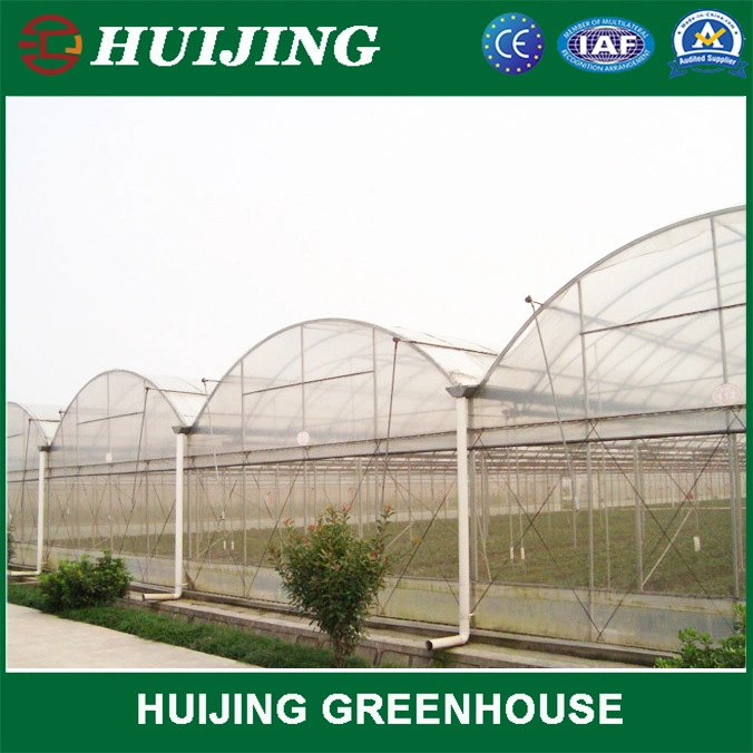 Professional Multi-Span Tunnel Film Plastic Agricultural Greenhouse for Strawberry Hydroponics Growing