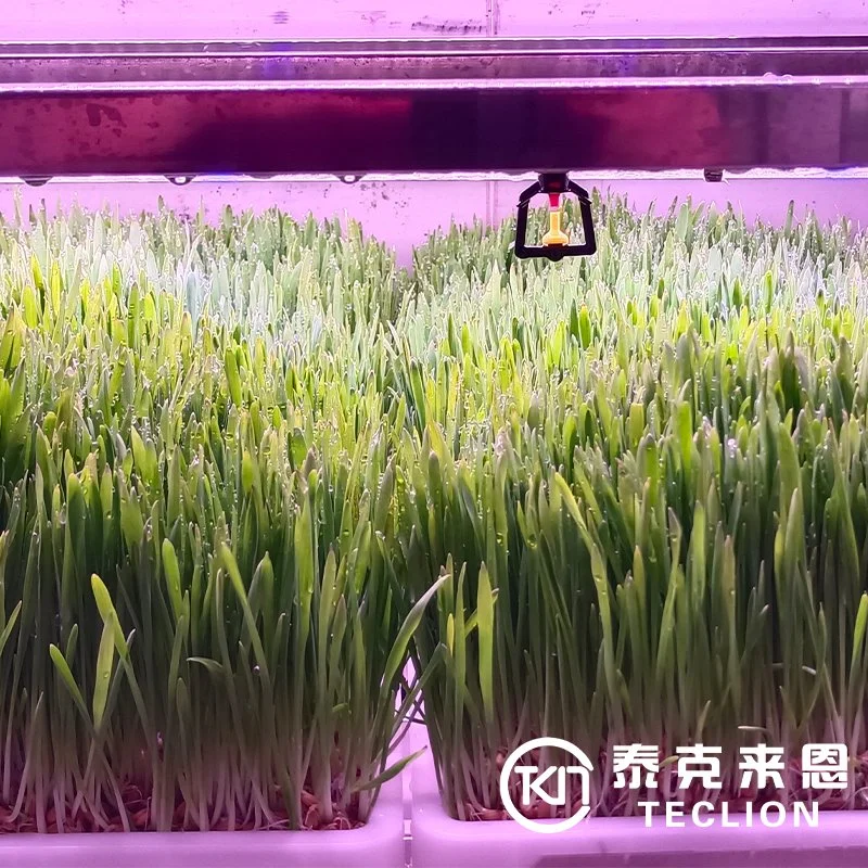 Smart Plant Factory for Leaf Vegetables and Microgreen Container Farm