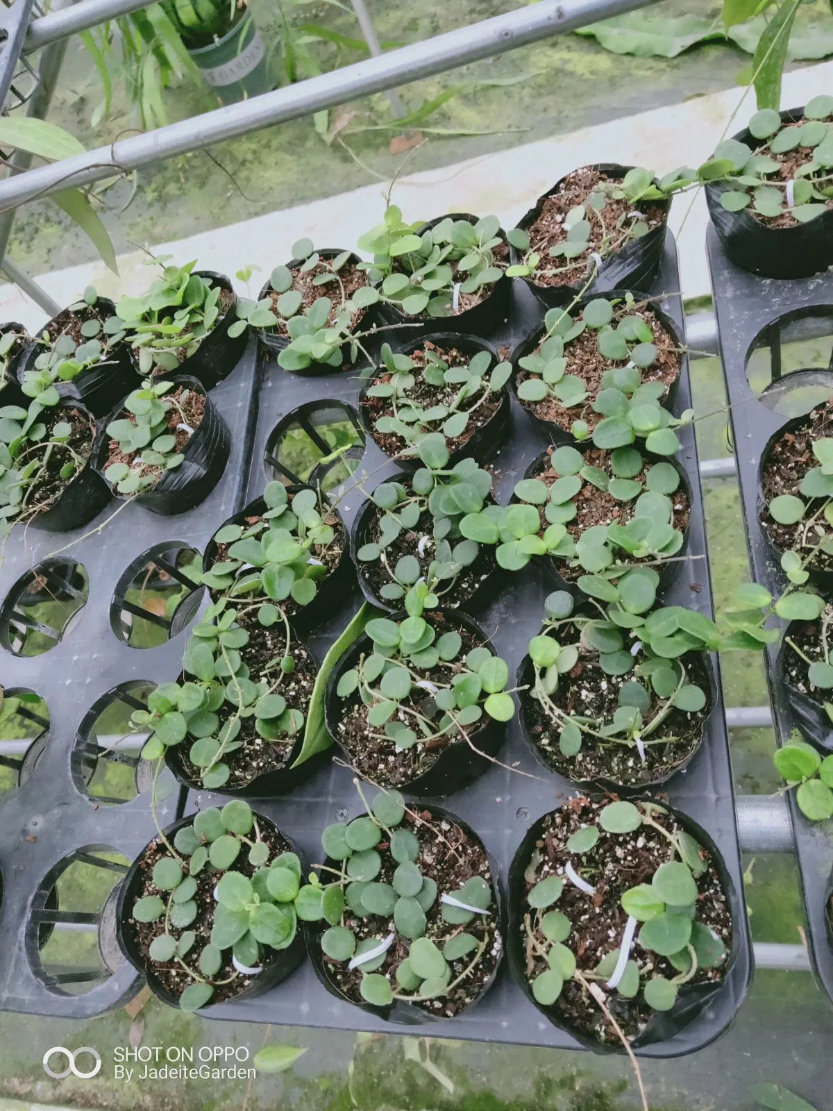 Hoya Carnosa Green Herb planta Real Bonsai Seedling alta qualidade