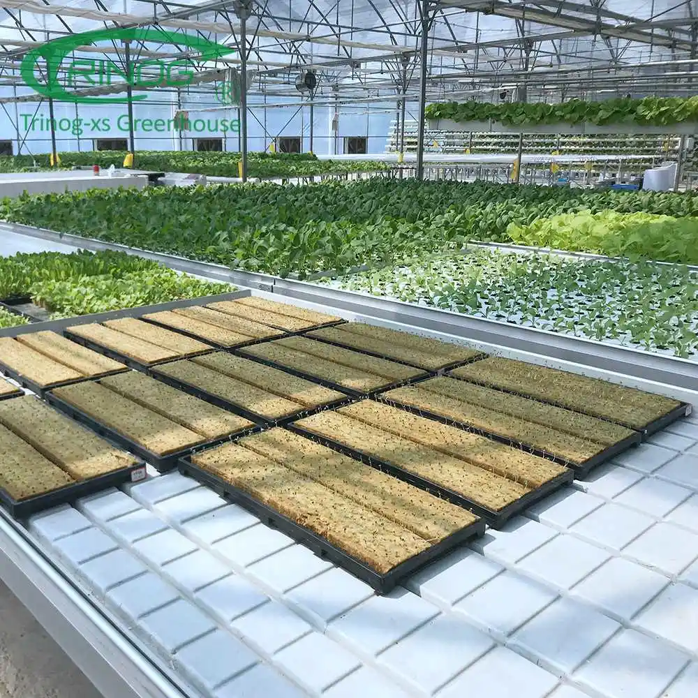 Large Film Agriculture Greenhouse With Hydroponic Growing System