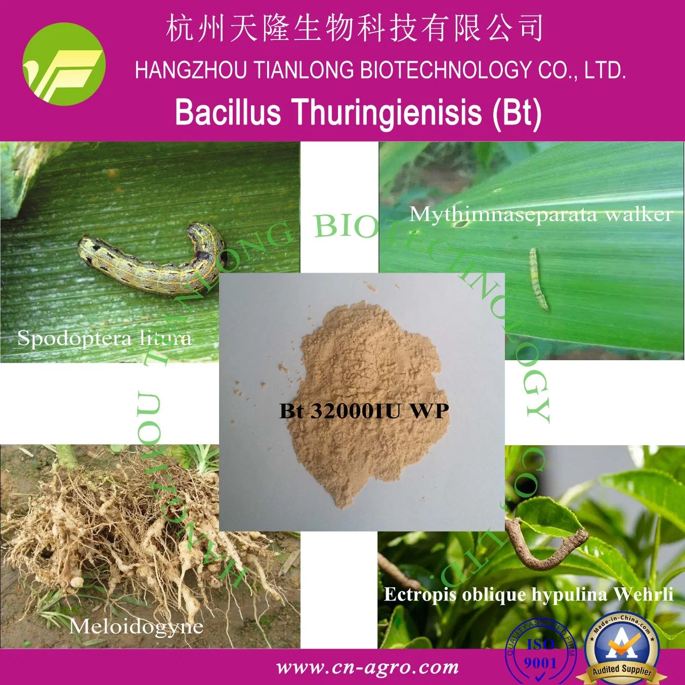 Bacillus Thuringienisis-Bt (60000, 32000, 16000, 8000 IU/mg TC, WP, SC)-Insecticide-CAS No.: 68038-71-1