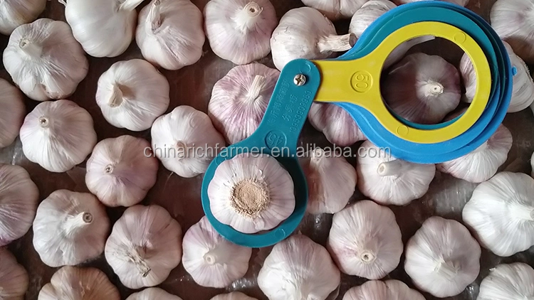 Chinese New Crop Fresh Garlic 2022 Coming