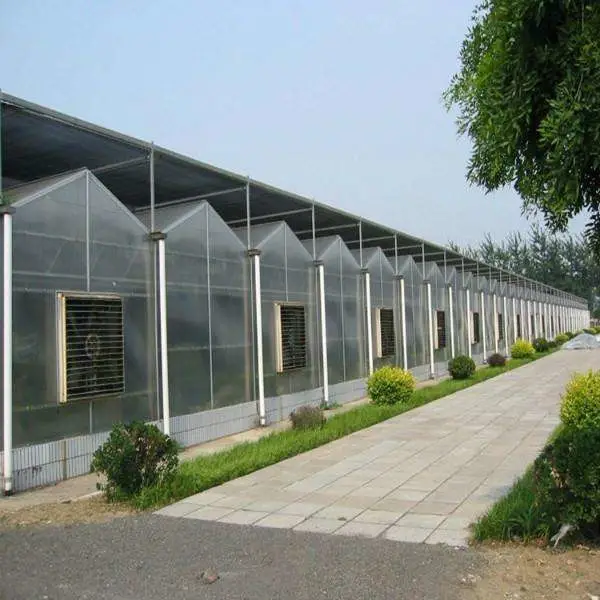 Hot Galvanized Steel Frame Structure Plastic Sheet Commercial Multi Span Greenhouse