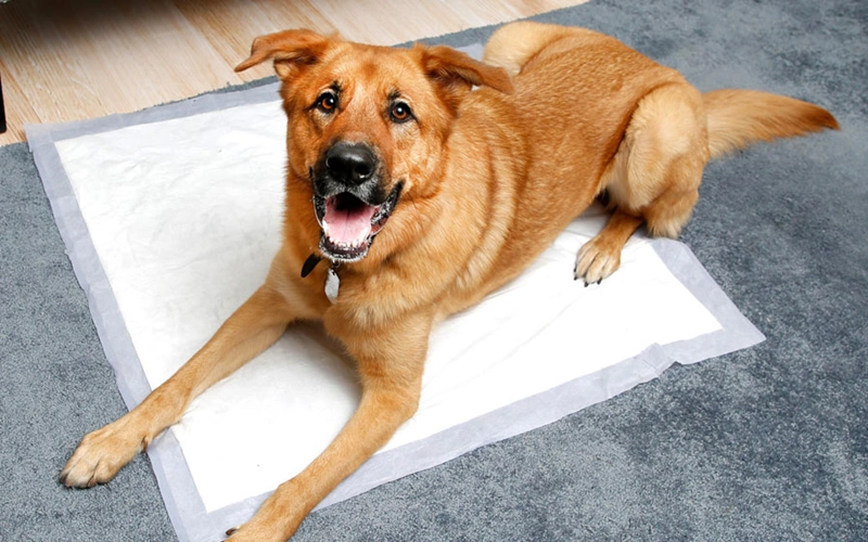 Pet Scat Mat Training Pad Custom Pet Mat Disposable Pet Mat