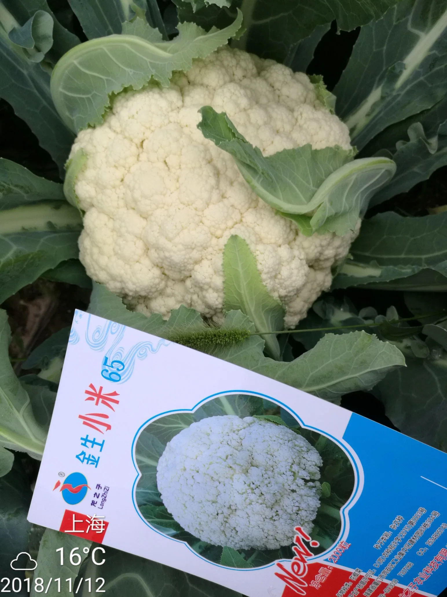 Resistencia a la enfermedad buena adaptabilidad semillas de CaulifLower White Semillas de brócoli