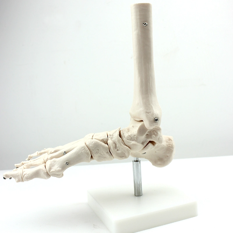 Classroom Show Medical Teaching Demonstration PVC Models Life-Size Foot Joint Foot