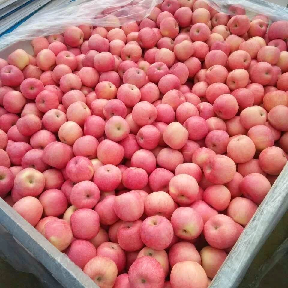 Fresh Shangong Good Quality FUJI Apple