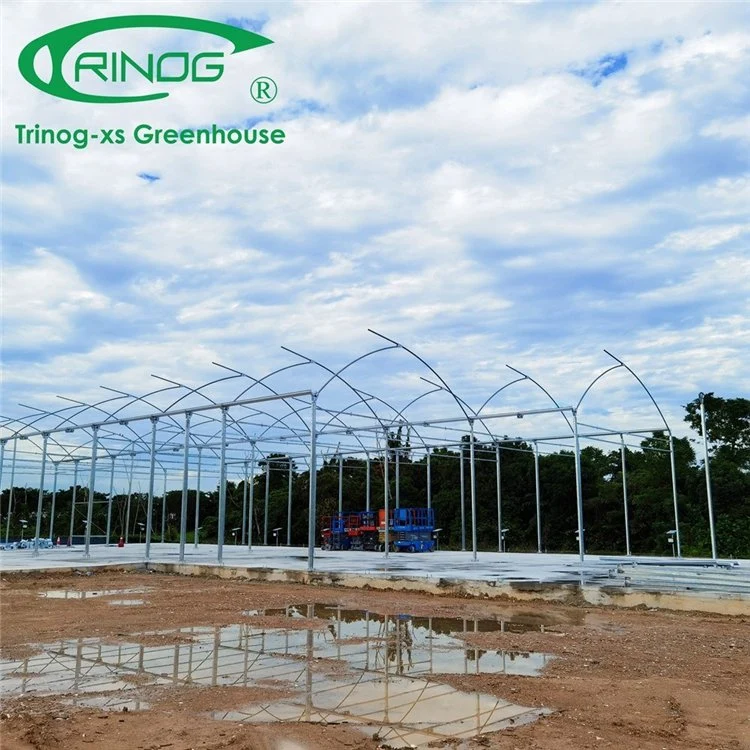 Multi-span Large Size Agricultural Cultivation Hydroponics System Film Greenhouse for Green Vegetables with High quality/High cost performance 