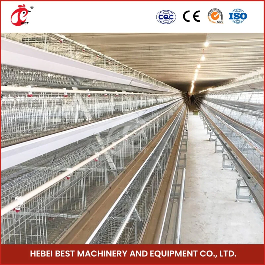 Bestchickencage a Type Layer Cage China Cute Chicken Layer Coop Factory High-Quality Furnished Cages for Laying Hens Configuration Chicken Cage Cover