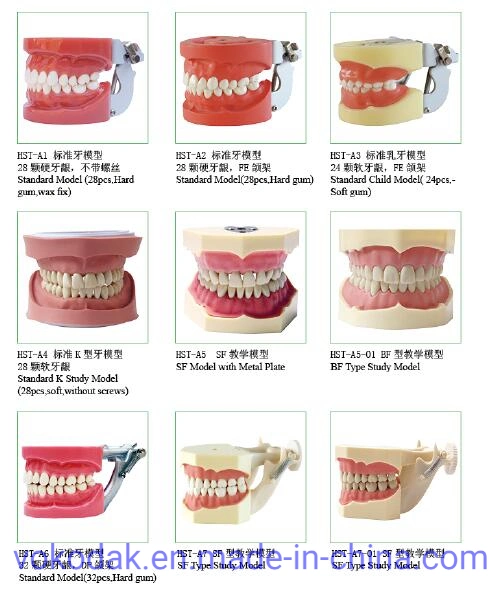 La moitié de métal et de la moitié des supports en céramique dentaire orthodontique Modèle de soins dentaires