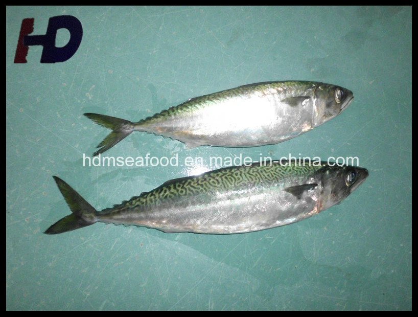 Frozen Mackerel Fish Whole Round Frozen Seafood for Sale (Scomber japonicus)