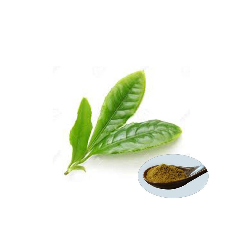 Green Tea Extract Green Tea Extract Bulk Stock Polyphenols Green Tea Extract Tea Polyphenol