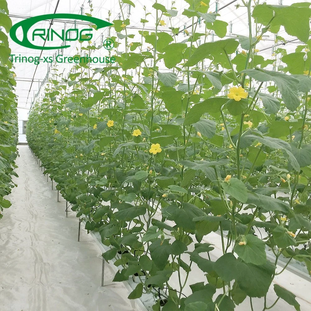 Multi-Span Sistema hidropónicos cultivo de la película La Casa Verde para el crecimiento de la flor de vegetales