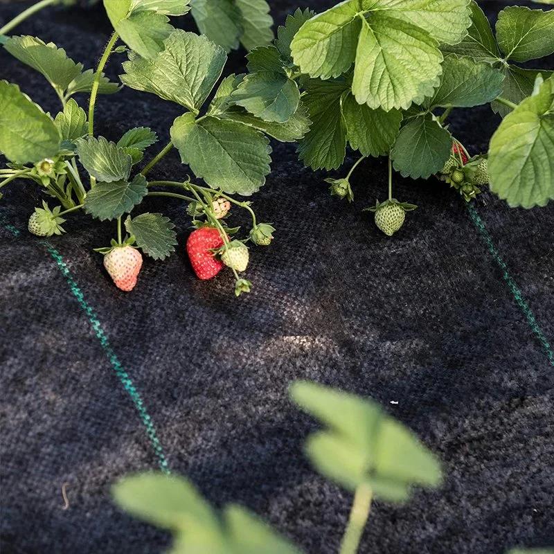 Usine directement l'approvisionnement écologique anti-UV PP tissés tissu de mauvaises herbes agricoles mat du paysage de l'herbe tissu PP contrôle l'aménagement paysager barrière de mauvaises herbes avec des agrafes