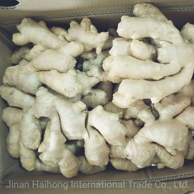 New Harvested Best Quality Fresh Ginger