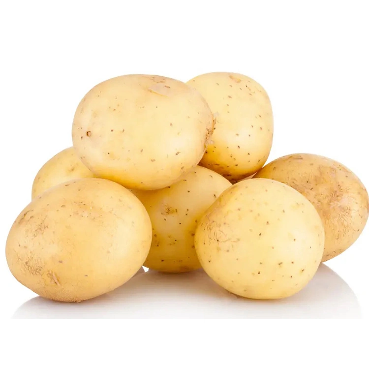 Fresh New Crop Potato From China