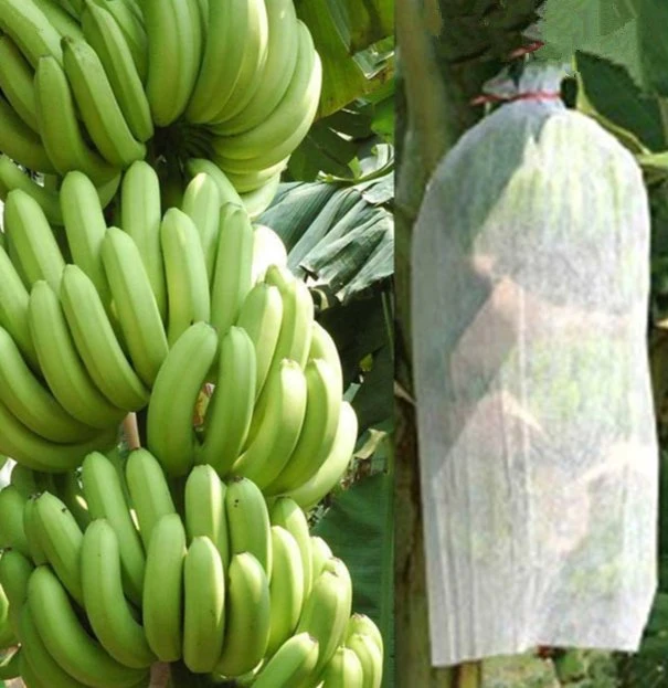 Protección de cubierta de bananas no tejidas 17gr PP personalizada