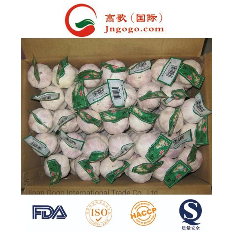 Fresh Normal White Garlic Supplier (5.5cm and up)