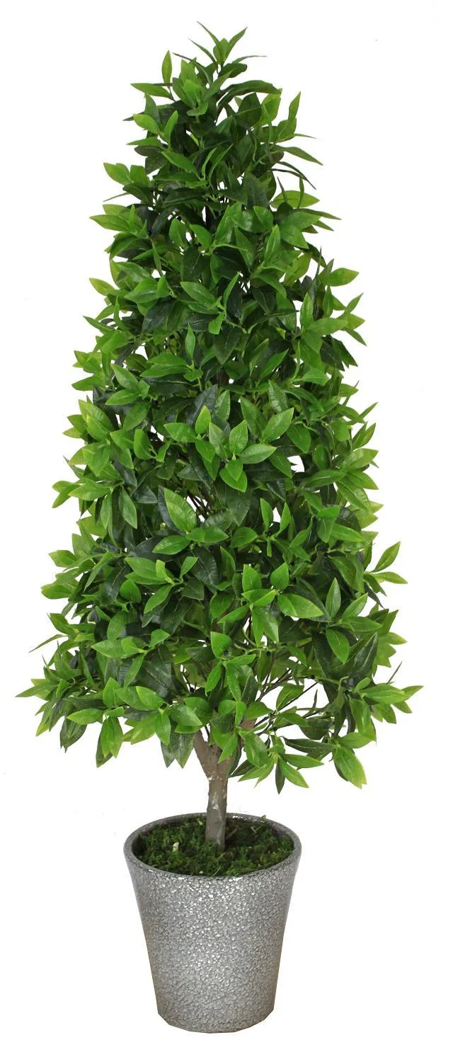 Evergreen Chinese Topiary Plant for Decoration