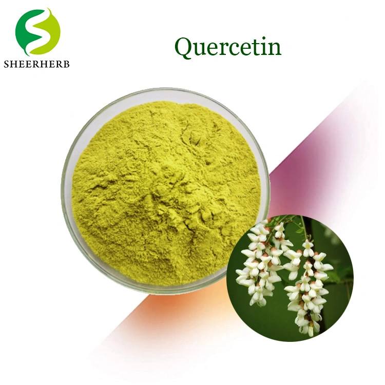 100% Pure Natural Organic Sophora Japonica Extract 98% Quercetin Powder CAS 117-39-5 Quercetin Phytosome Powder