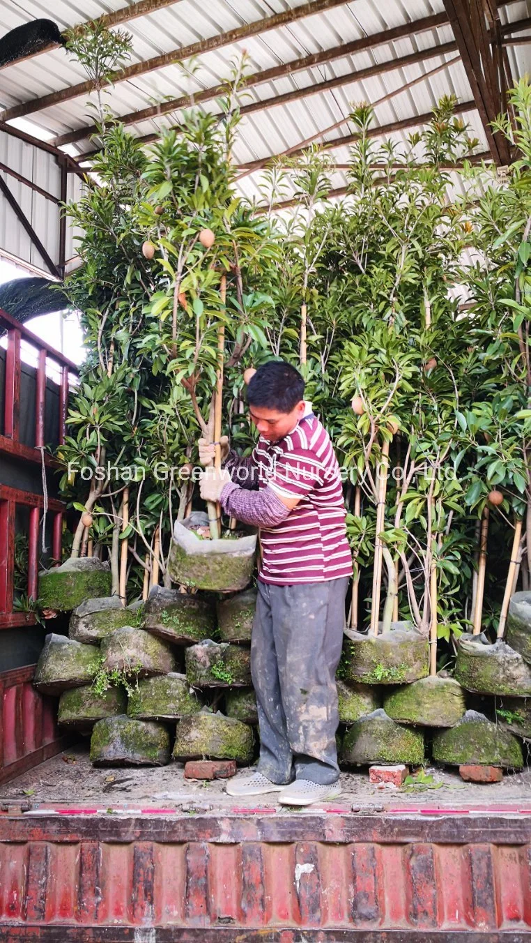 Manilkara zapota árbol frutal fabricante de China