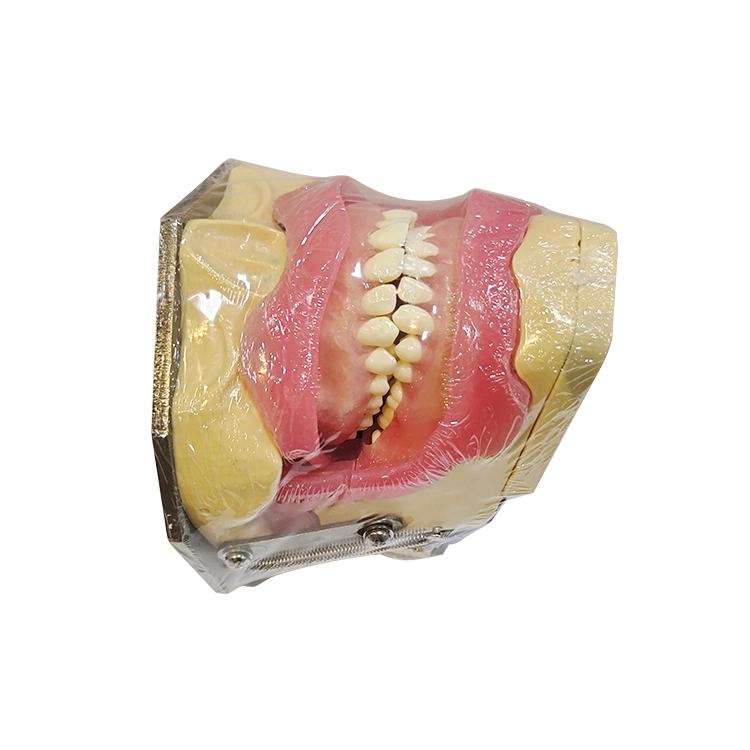 Model for Oral Anesthesia and Tooth Extraction