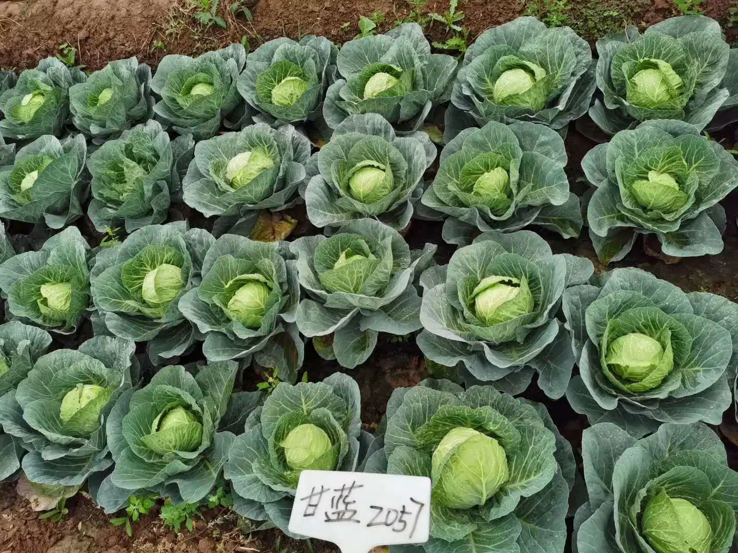 Good Quality Round Shape Green Cabbage Seeds for Sowing