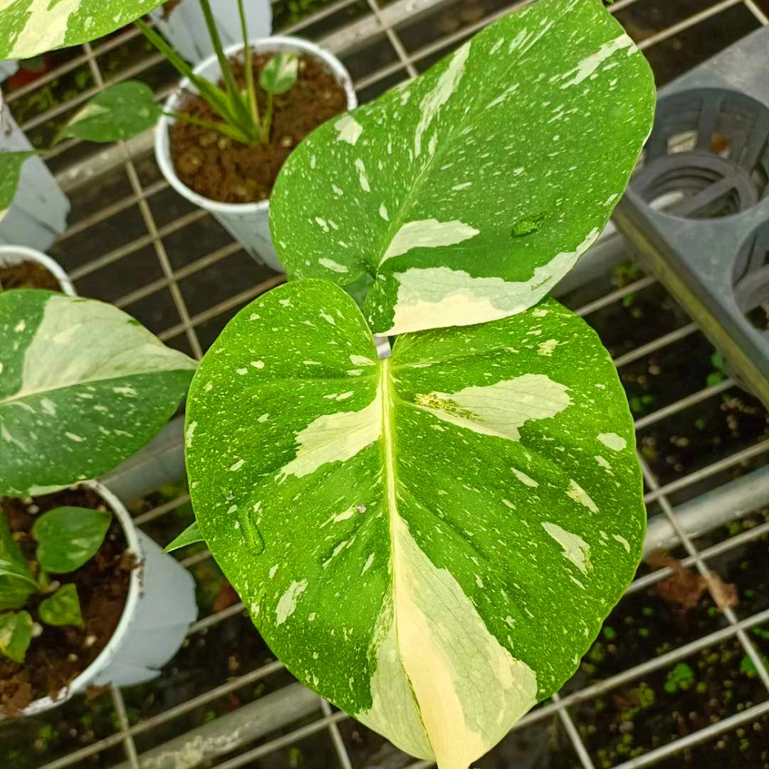 Monstera Deliciosa Thai Constellation Seltene Dekorative Lebende Pflanze Für Den Innenbereich