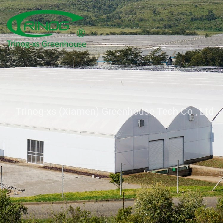 Trinog Greenhouse plastic film gothic roof vent poultry farm greenhouses for lettuce hydroponics