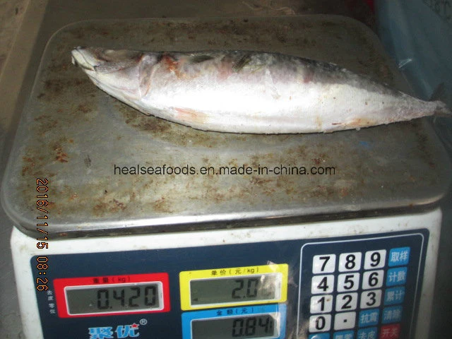 Frozen Mackerel Fish Pacific Mackerel (300-500g)