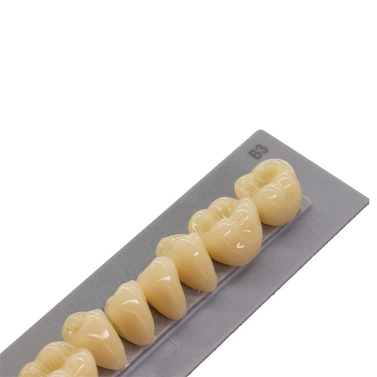 SJ High quality/High cost performance  3-Layer Acrylic Teeth Synthetic False Teeth Artificial Tooth