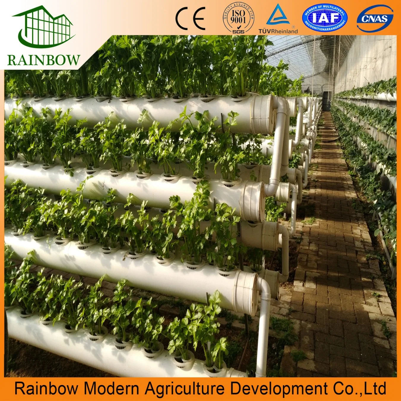 Agriculture Single Span Vegetable Greenhouse with Plastic Film