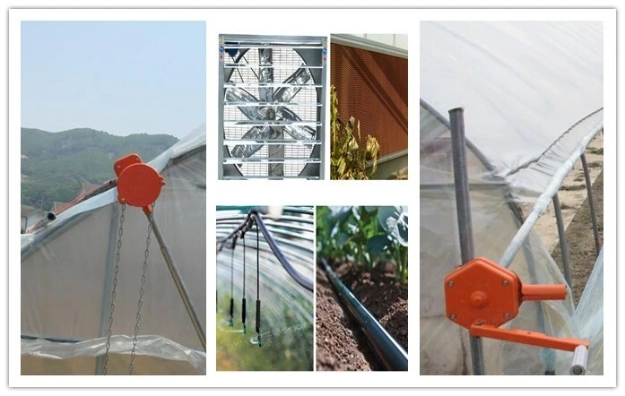 Economical Multi-Span Plastic Film Greenhouse