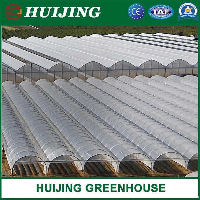 Single-Span Arch Type Film Greenhouse with Hydroponics Growing System for Agriculture/Vegetables/Tomatoes/Seeding