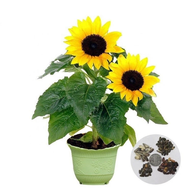 S418 Xiang Ri Kui Wholesale Chinese Sunflower Seeds with Competitive Price