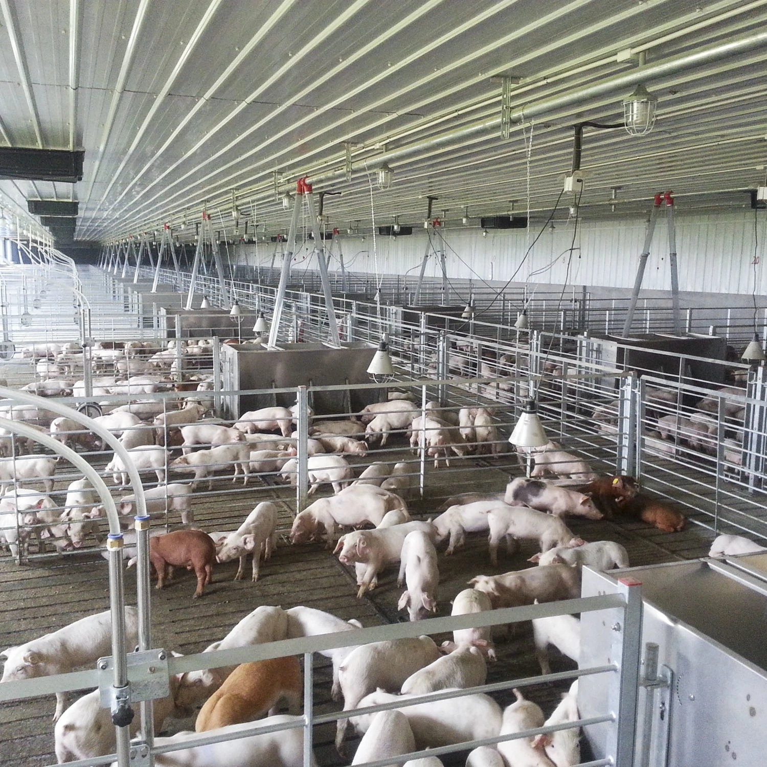 Cochon de gros de matériel agricole Caisse farrowing