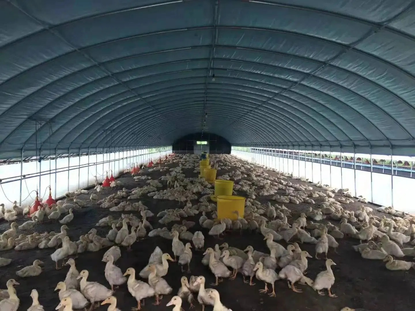 Seul Span serre avec film de type tunnel de rideaux de lumière pour effet de serre de privation de champignon