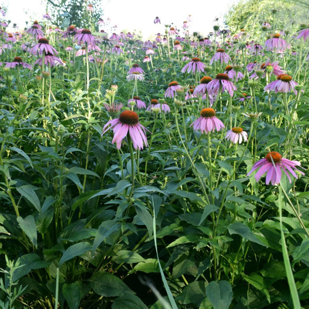 Touchhealy Supply Echinacea purpurea Seeds/Purple Coneflower Seeds