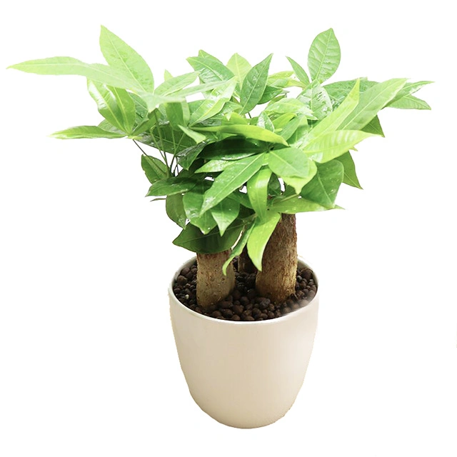 Best Quality Plant Bonsai Braided Pachira Tree Bring Good Luck & Money Home & Garden Decoration