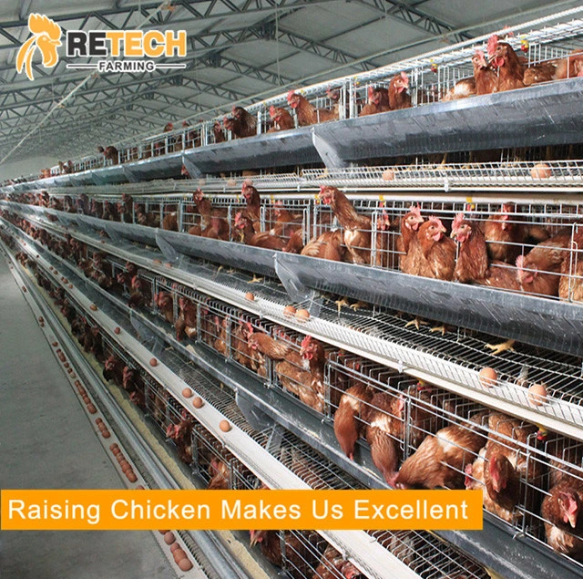 Automatic 4 tier chicken layer battery cage for Tanzania poultry farm