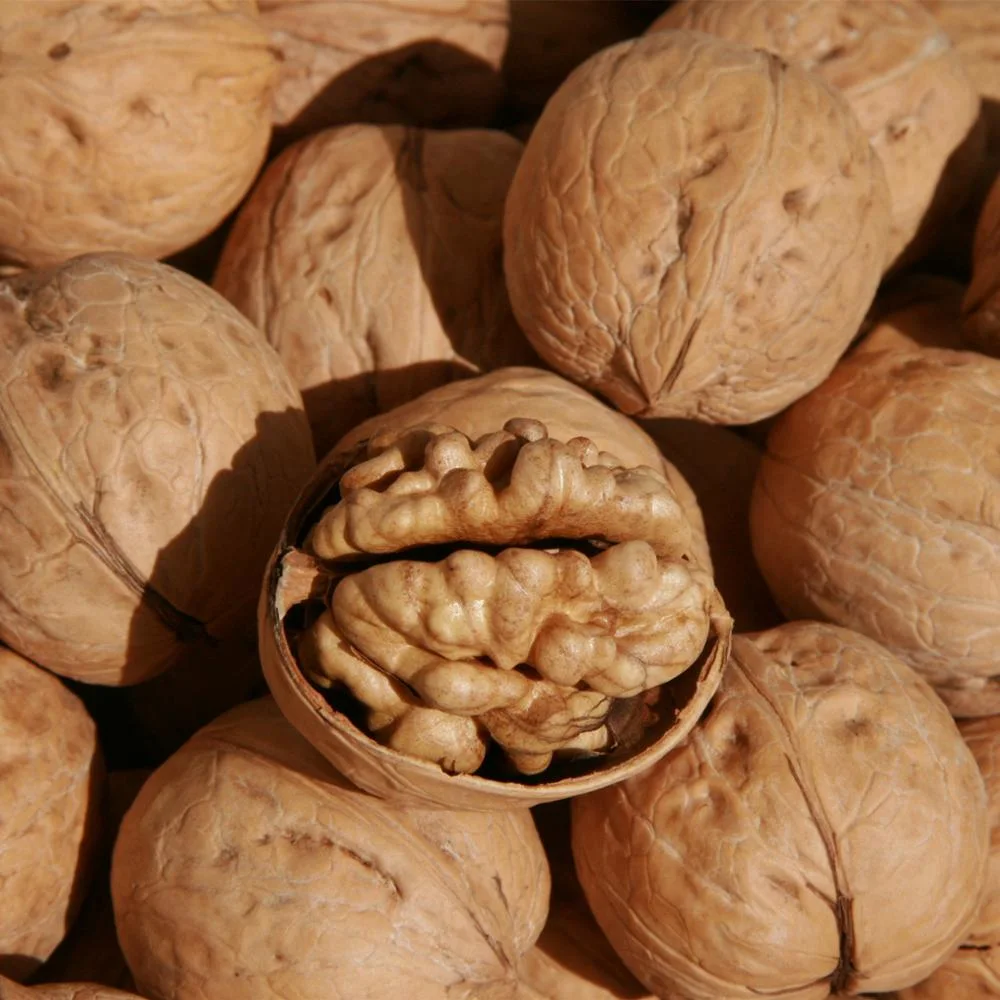 100% orgánicos sanos frutos secos nueces Shell de papel de Xinjiang