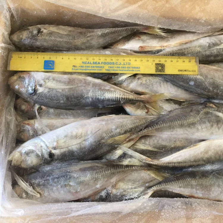 Frischer Fisch Trachurus Japonicus 22 cm nach oben gefrorener Stöcker