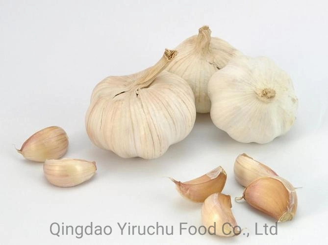 China Fresh Normal White Garlic