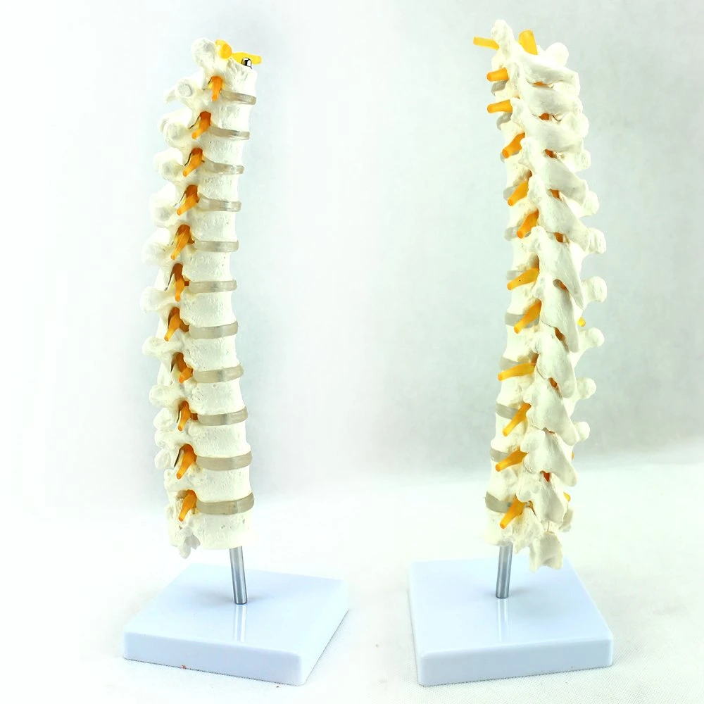 High Reproduction and Accuracy Medical Teaching Models Human Teaching Skeleton Thoracic Vertebra Model with Natural Size of PVC