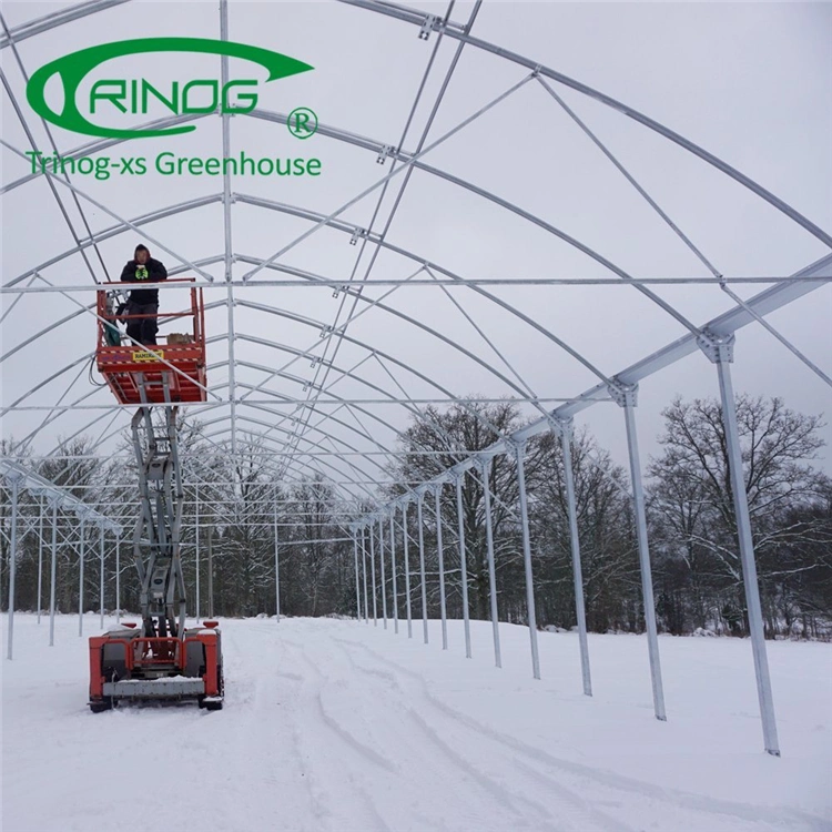 Professional Multi-span Film Tunnel Greenhouse for Vegetables