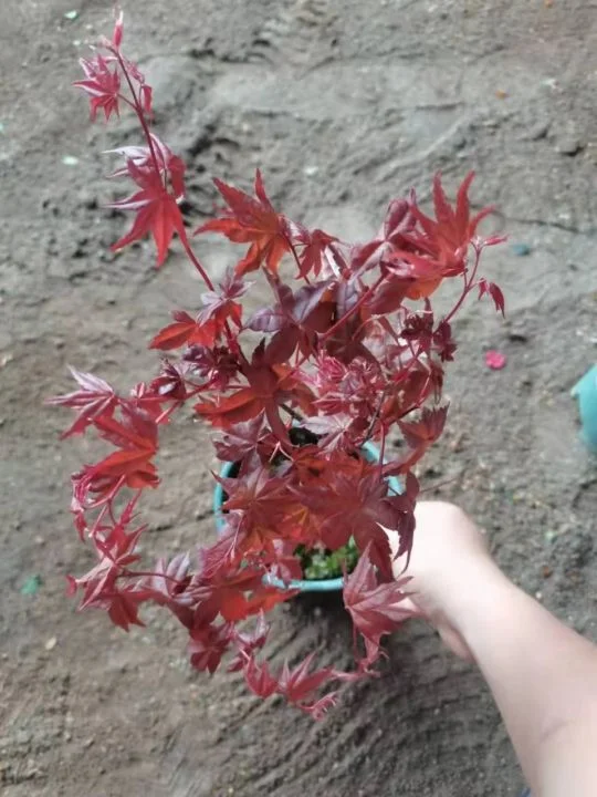 Red Maple Bonsai Real Plant Seedling Indoor Outdoor Ornament High quality/High cost performance 