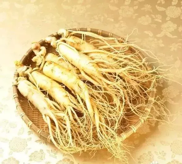 Ren Shen Hierba China Raíz de Ginseng Panax Medicina Tradicional China